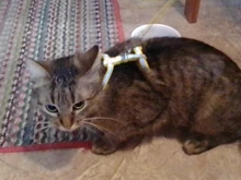 Arnés para gato, Collar de perro, correa ajustable de nailon para mascotas, tracción para gatos, gatos, cuello Halter, productos para gatos, cinturón reflectante para mascotas