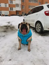 Ropa de perro chaleco Reversible para invierno, abrigo de 3 capas grueso para mascotas, traje impermeable para perros pequeños y grandes