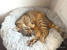 Cama de Gato supersuave, 14 colores, redonda, mullidas de gato, cesta para dormir, larga felpa, cálida, alfombrilla para mascotas, perrera ligera de tacto cómodo