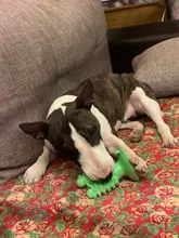 Dental Chew Toys for Dogs Healthy Fresh Puppy Teeth Cleaning Brush Cactus Large Breed