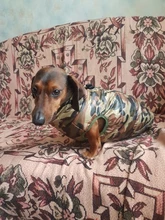 Puppy-Clothes Dog-Jacket Small Chihuahua Waterproof Winter Camo-Pattern Petshop Perro
