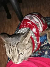 Antumn-ropa de invierno para gatos abrigo de suéter Katten para perros, disfraz de gato para perros pequeños, Chihuahua, Pugs, Bulldog francés