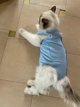 Traje de recuperación quirúrgica para gato, para heridas abdominales, enfermedades de la piel, Collar electrónico, alternativa para gatos, ropa profesional para mascotas después de la cirugía