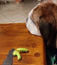 Pet-Toys Dog Toy Puppy Rubber-Resistance Chew Small Dogs Teeth-Cleaning Bite 10PCS 