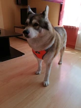 Vest Harnesses Pet-Accessories Husky Adjustable Breast-Band Reflective Large Dog 