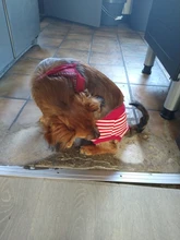 Dog Panties Physiological Pet-Dogs Menstrual-Hygiene Female Puppy Estrus Small Jeans