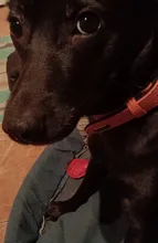 Dog-Collar Leash Engrave-Name Designer Personalized Luxury for Big Large And