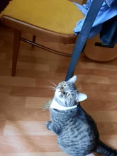 [MPK Store] Cat Toy Cat Costume Clip Tie for Cats and Dogs, Cat Collar