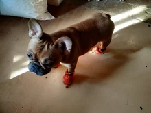 4 unidades/juego de zapatos de invierno para perros de compañía, botines impermeables para lluvia y nieve, calcetines antideslizantes de goma para cachorros pequeños, accesorios de calzado