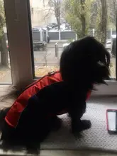 Coat Pet-Dog-Jacket Dogs French Bulldog Waterproof Chihuahua Winter Puppy-Vest Small