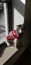 Dog Sweater Coat Clothing Cat-Costume Pet Christmas Halloween for Small Deer Warm
