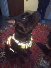 Vest Harness Pet-Dog No-Pull SUPREPET Nylon Adjustable for Large Medium