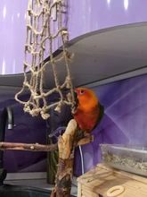 40 * 40cm Red de escalada para loros, juguete para pájaros, cuerda para columpiar, red, soporte para pájaros, hamaca de red con gancho para colgar pájaros, juguetes para masticar y morder