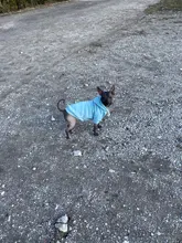 Coat Hoodie Puppy-Dog Dogs Small Chihuahua Winter Cotton Apparel Spring Cats Soft