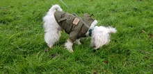 Hoodie Jacket Pet Dogs Cats Chihuahua Winter Medium Warm And Lightweight