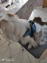 Vest-Collar Leash-Set Dog-Harness Reflective Small Adjustable Large Dog For Puppy Winter