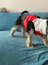 Ropa cálida para perros pequeños, abrigo para perros a prueba de viento, chaqueta acolchada, atuendo con chaleco, ropa para Chihuahua y Yorkshire 35