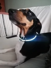 USB Rechargable Dog LED Flashing Collar Pet Cat Luminous Collar Glowing Necklace Outdoor