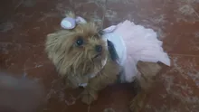 Dress Sling Puppy-Costume Pet-Dog Lace Small Dog Wedding for Party Birthday Bowknot