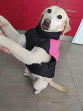 Chaleco impermeable para perros grandes y pequeños, abrigo cálido de invierno para cachorros, ropa para mascotas, 4XL, 5XL, nuevo