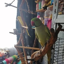 Pájaro loro colorido colgante anillos de algodón cuerda nudo mordida juguete mascotas pájaros soporte juguete colorido loro cuerda anillo