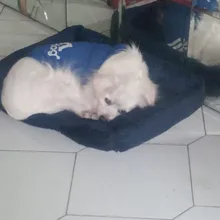 Pet-Bed Puppy Kennel Large Dog Waterproof House Cat-Litter Paw-Print for Four-Seasons