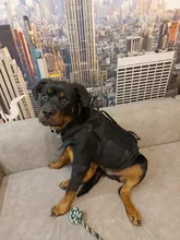 Vest Harnesses Pet-Training Dogs Military-Working Tactical Medium Nylon Durable for Large