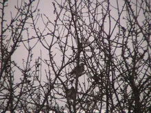 LEEWONG-Hervidor eléctrico portátil multifunción para viaje, hervidor de agua para viaje, té, sopa crema de avena, 0.5L