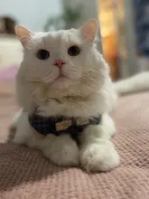 Conjunto de arnés y correa de nailon para perros y gatos, arnés de perrito, Collar de gato de plomo, chaleco para gatos pequeños, suministros para gatos y mascotas