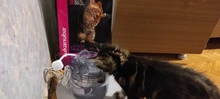 Cat-Water-Fountain Faucet Drinker Pet-Sensor TRANSPARENT-FILTER Dog-Water-Dispenser Downypaws