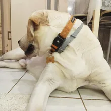 Anti-perdido personalizado Pet ID Tag perro Collar de identificación de mascotas nombre de gato para gato Collar de cachorro etiqueta colgante accesorios Collar mascotas