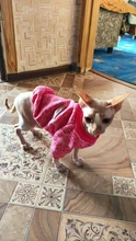 Suéteres de Gato caliente, ropa clásica de moda, ropa para perro y gato para gatos pequeños, traje de Chihuahua, abrigo de disfraz de gato de invierno