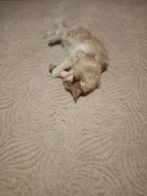 Cat-Toy Claws Pet-Supplies Plush-Toys Interactive-Tools Mint-Scratcher Catnip Teeth-Grinding