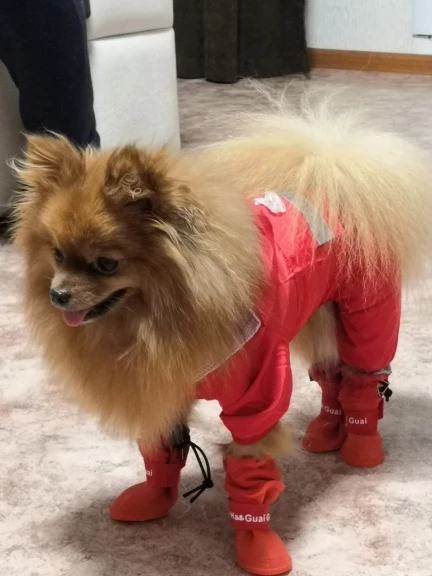 Köpek yağmurluk