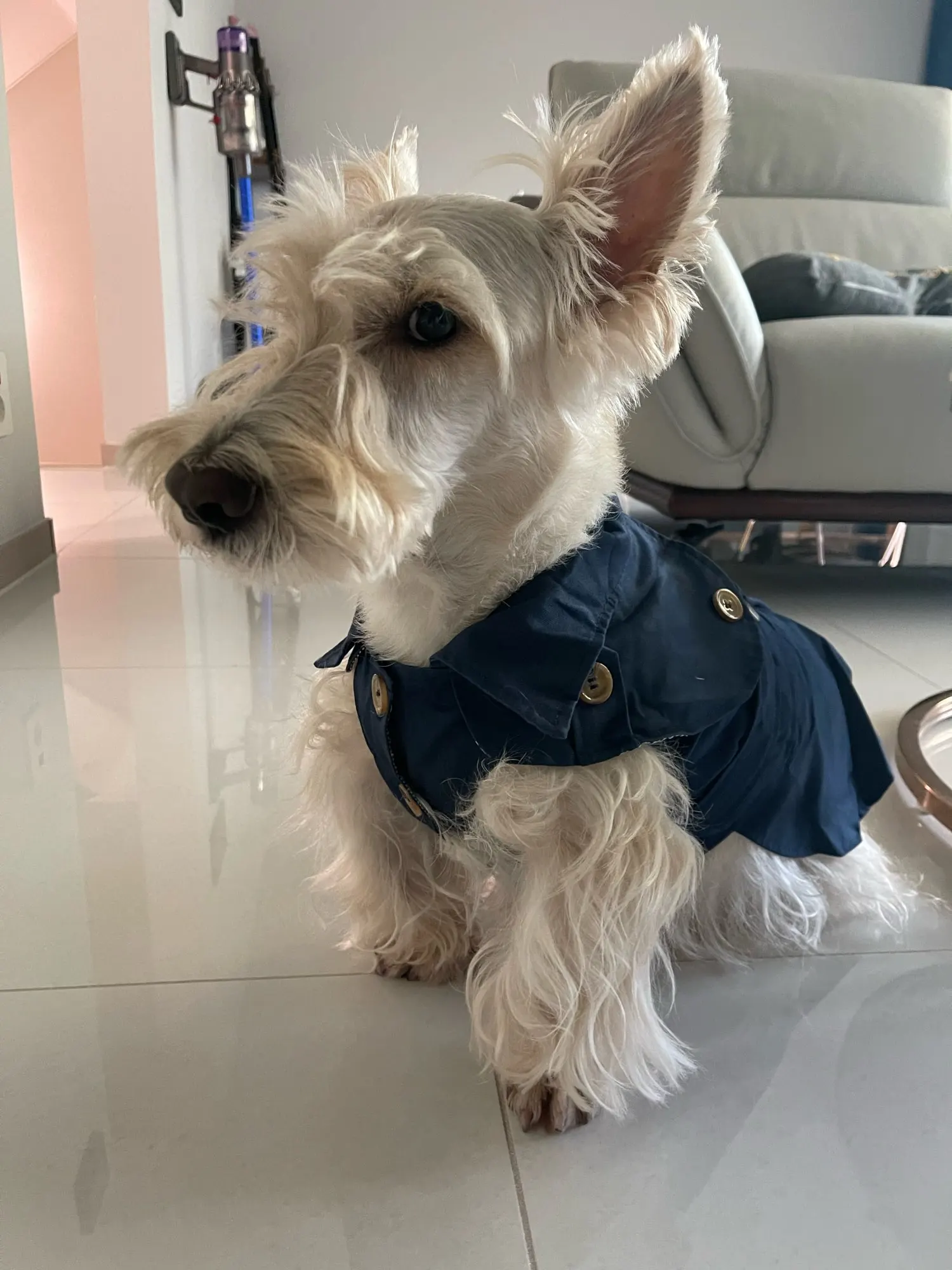 Dog Classic English Fashion Coat photo review