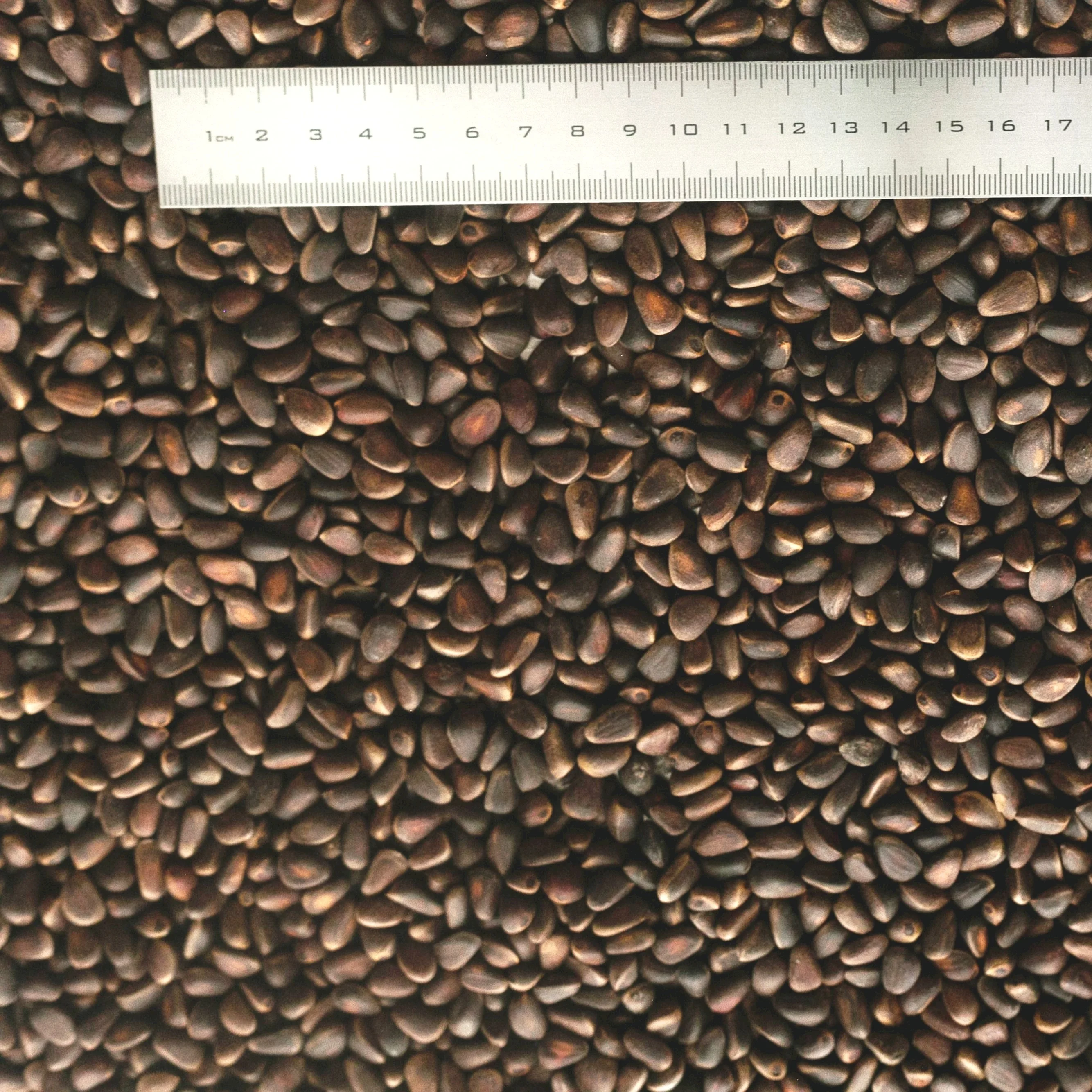 Cedar nut in Shell dried 500 gr package