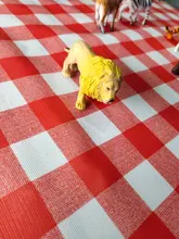 Conjunto de estatuillas de animales de Safari para niños, 12 Uds., figuras de animales de la selva, juguetes educativos, suministros de fiesta