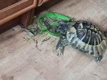 2018 New Amphibians Reptiles Feeder Plastic Feeding Basin Pets Tortoise Lizard Crawler Bowl Basin Water Fountain Turtle Aquatic