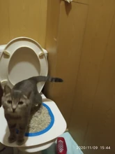 Cat Toilet Litter-Box Puppy-Cat-Litter-Mat Training-Kit Plastic 40--40--3.5cm