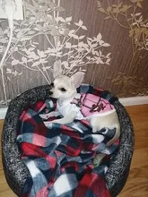 Shirt Costume Dog-Vest Puppy Dogs Chihuahua Summer Cheap for Cat Clothing-For-Dogs Samll