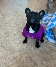 Letras de moda impreso Bulldog francés Camisa de algodón elástico ropa de perro mascota para Yorkshire Chihuahua verano bombero esposa camiseta bombero novia fuego emblema bombero Don bombero Cruz de traje