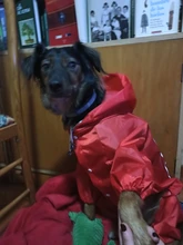 Jacket Rain-Coat Labrador Alaska Puppy-Doberman Waterproof Dogs Large Medium Husky TLC02