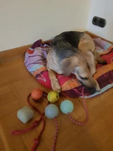 Pet-Supplies Training-Toy Rubber Tooth-Cleaning Puppy-Tpr Elastic-Ball Chew Funny Dog