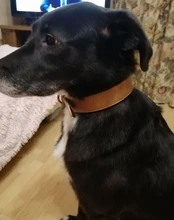 Dog-Collar Bulldog German Shepherd Wide-Leather Padded Pet-Dog Perro Soft for Medium