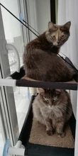 Bearing Hammock Cat Balcony Climbing Waterproof Sleeping-Mattress Cat-Bed-Cat Pet Fabric