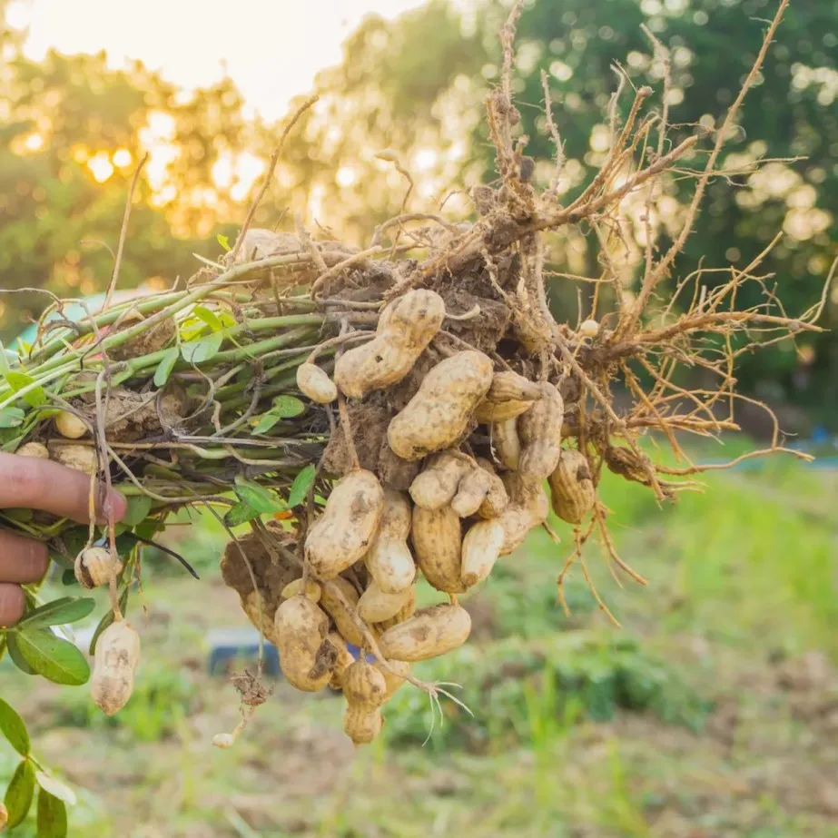 Peanut cultural seeds 30 PCs