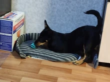 Bola de juguete interactiva para perro, Bola de goma natural con fugas, Limpieza de dientes, 5cm/7cm/11cm, nueva mascota de sandía