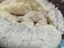 Cat-Bed Cats Nest Puppy-Sleeping-Bag Dogs Plush Soft Round Small Warm Winter New Long
