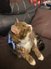 Collar de gatito con cascabel para gatos, Collar ajustable de separación para gatos, suministros para mascotas, Collier para Chat para gatitos