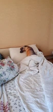 Almohada con estampado de perro en 3D, bonita cabeza de perro, Animal realista, divertida cabeza de perro, Cosplay, cojín de juguete favorito para niños para el hogar